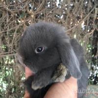 Cuccioli ariete blu di vienna