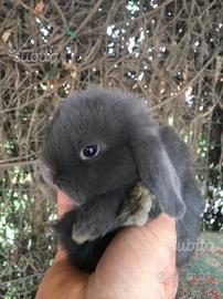 Cuccioli ariete blu di vienna