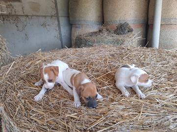 Jack Russell 