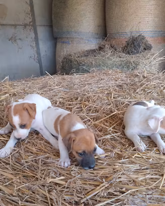 Jack Russell 