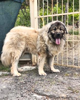 Cane da pastore del Caucaso muniti di pedigree ENC