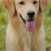 Cuccioli di Golden Retriever Allevamento