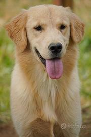 Cuccioli di Golden Retriever Allevamento