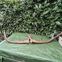 Coppia corna di cervo reali (10 punte) - L80cm