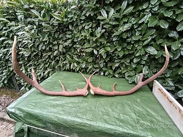 Coppia corna di cervo reali (10 punte) - L80cm