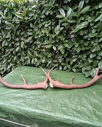 Coppia corna di cervo reali (10 punte) - L80cm