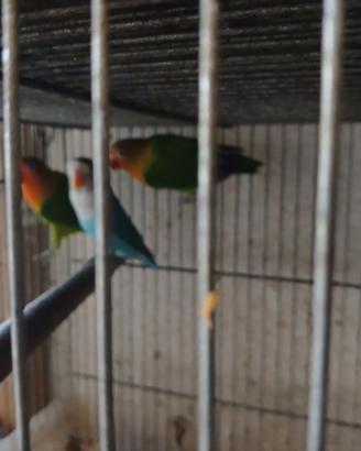 inseparabili fischer 