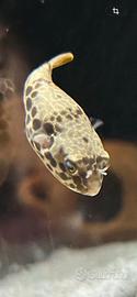 2 esemplari RARISSIMI PESCE PALLA DEL CONGO