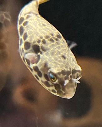 2 esemplari RARISSIMI PESCE PALLA DEL CONGO