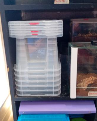Box areati per migali o piccoli rettili