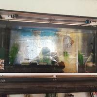 acquario a parete moderno  30 litri 