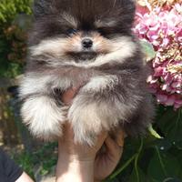 Volpino Pomerania pedigree enci