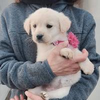 Simil labradorine ,tre mesi