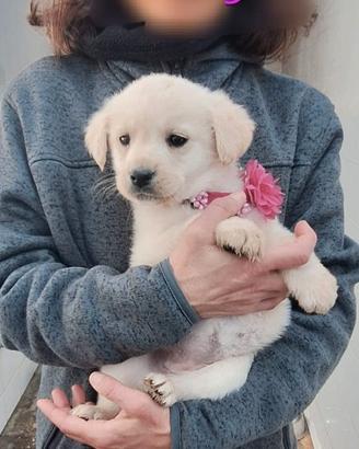 Simil labradorine ,tre mesi