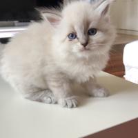 Cuccioli di Gatto Siberiano Neva Masquerade Ipoall