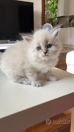 Cuccioli di Gatto Siberiano Neva Masquerade Ipoall