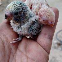 Cocorite allevati a mano