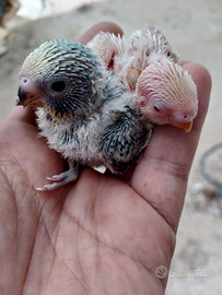 Cocorite allevati a mano