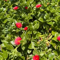 Piante di Aptenia Cordifolia