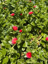 Piante di Aptenia Cordifolia