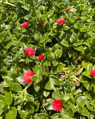 Piante di Aptenia Cordifolia
