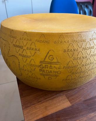 Forma grana padano in plastica design