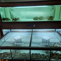 Acquario di acqua marina 650 lt