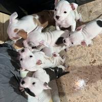 Cuccioli Amstaff