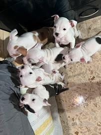 Cuccioli Amstaff
