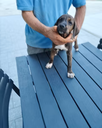 Cuccioli segugio maremmano