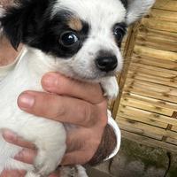 Cuccioli chihuahua stupendi