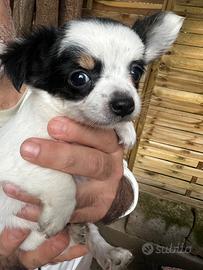 Cuccioli chihuahua stupendi