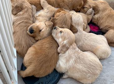 Cuccioli golden retriever