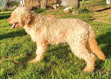 Disponibile Lagotto maschio per monte