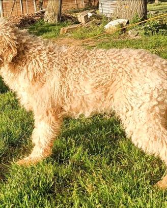 Disponibile Lagotto maschio per monte