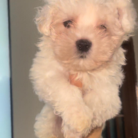 Maltese