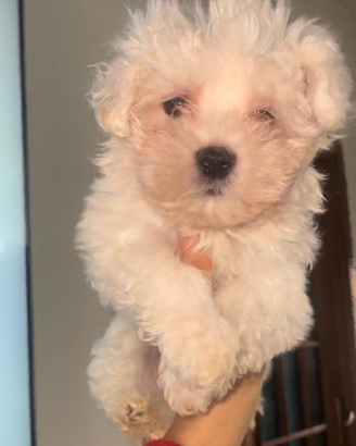 Maltese
