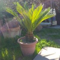 Piante cycas prezzi modici