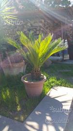 Piante cycas prezzi modici