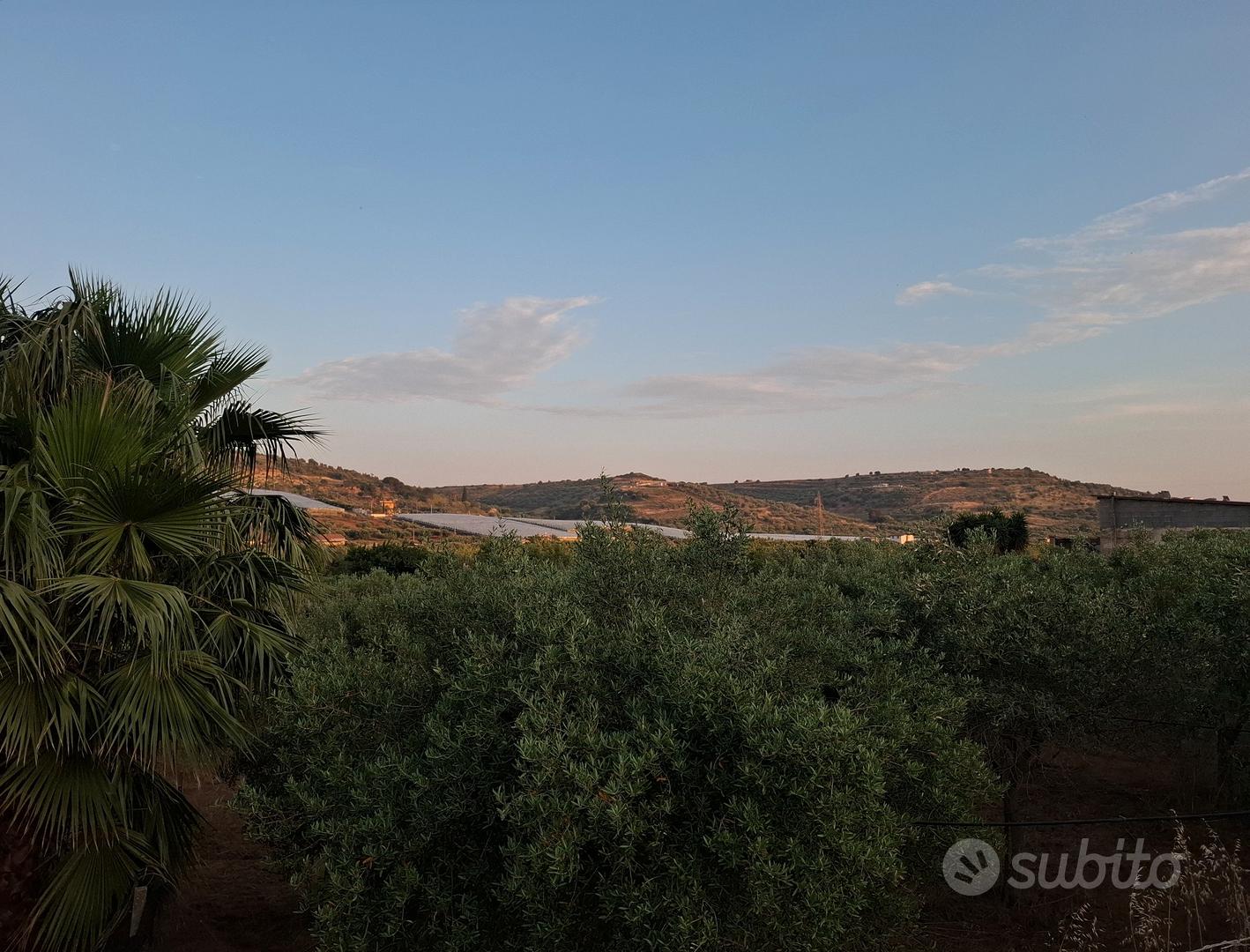 terreno con uliveto di 2 tumoli - Vista 4