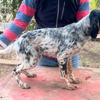 Cucciolo setter inglese