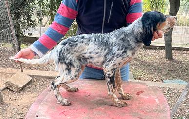 Cucciolo setter inglese