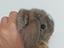 Immagine 4