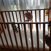 Lettino Neonato Baby Expert + Materasso Italbaby