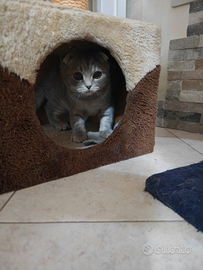 Cuccioli scottish Fold