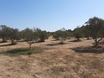 Terreno agricolo piante oliva