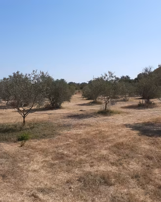 Terreno agricolo piante oliva