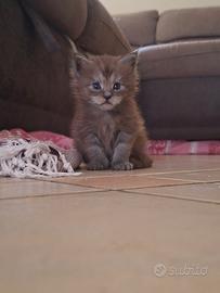 cuccioli Maine coon
