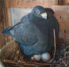 Piccioni viaggiatori