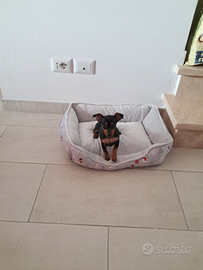 Pinscher Toy